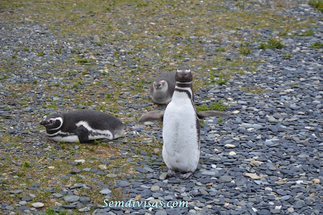 semdivisas.com - Ushuaia - Estancia Harberton - Isla Martillo - Pinguim Magalhães