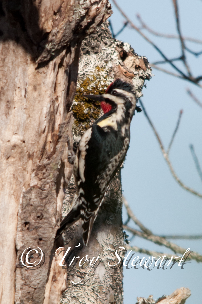 Photos from the Point: Eastern Woodpeckers