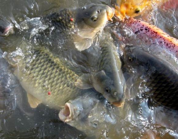 Umpan Ikan Mas yang Paling Jitu