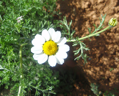 Matricaria (Matricaria marítima)flor blanca