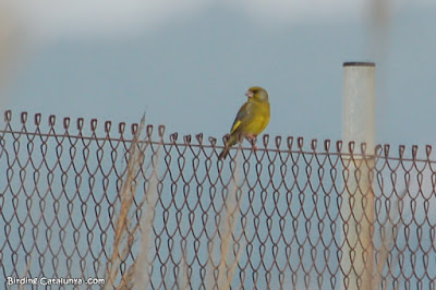 Verdum (Chloris chloris)