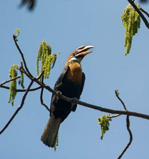 Indian birds - Photo of Narcondam hornbill - Rhyticeros narcondami