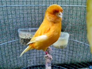 46+ Jenis burung kenari lokal dan gambarnya terupdate