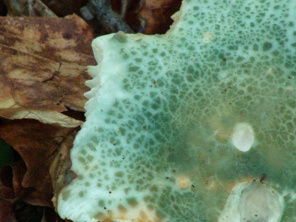 Russula virescens DSC41190