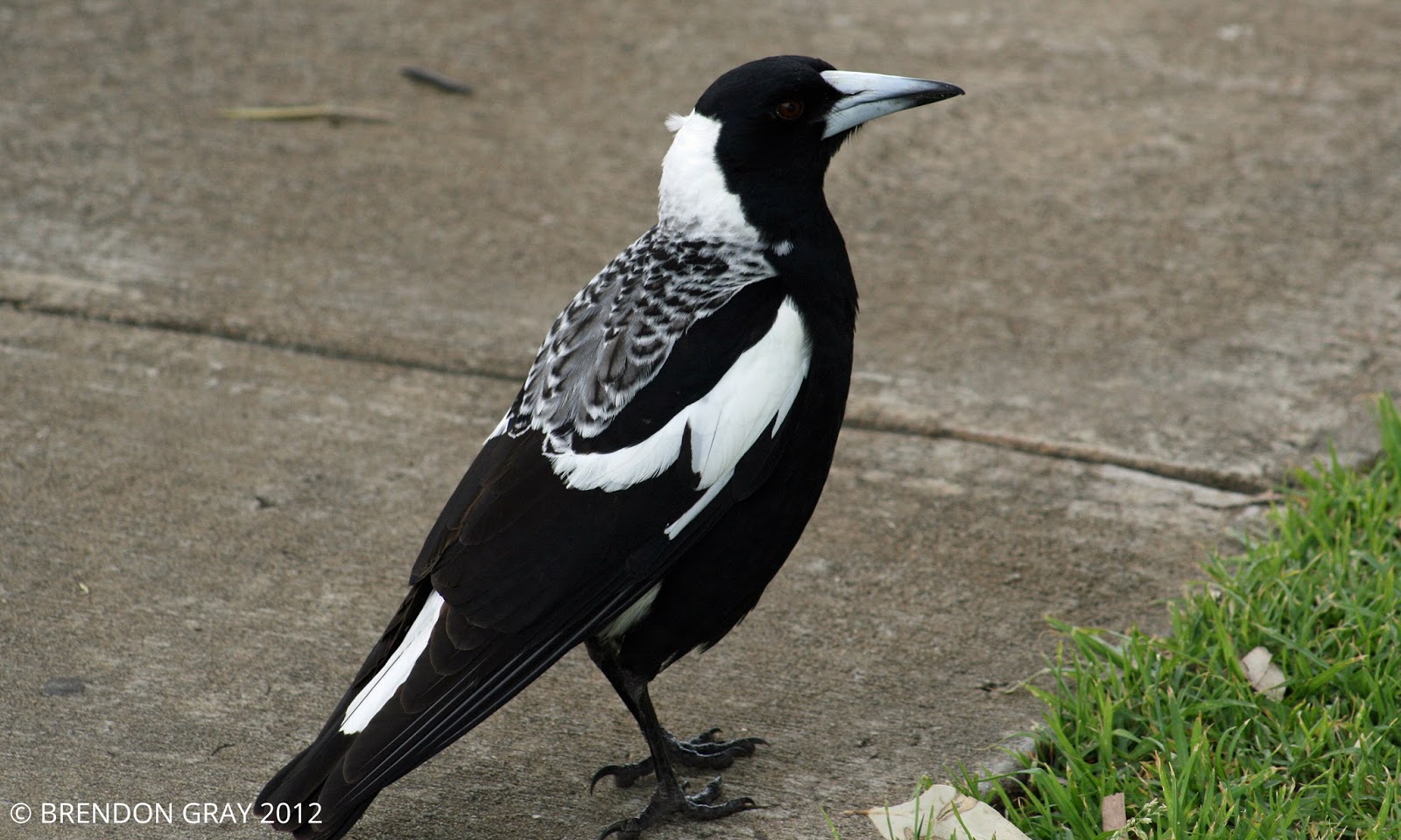 Stunning Splendid Wrens Woodman Point, Western Australia 19/09/12