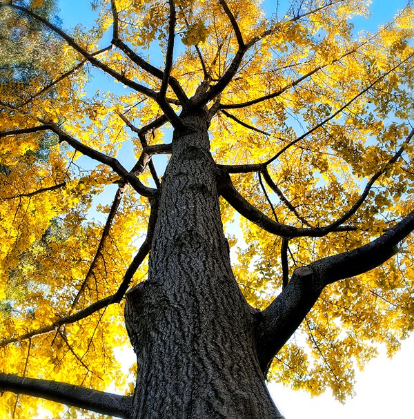 Il mondo in un giardino Un albero spettacolare ginkgo biloba Il mondo in un giardino Un albero spettacolare ginkgo biloba