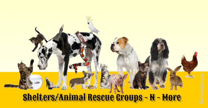 golden retriever rescue ta fl florida rescue groups rescue shelter pets n more shelters rescues golden retriever rescue ta fl florida rescue groups rescue shelter pets n more shelters rescues