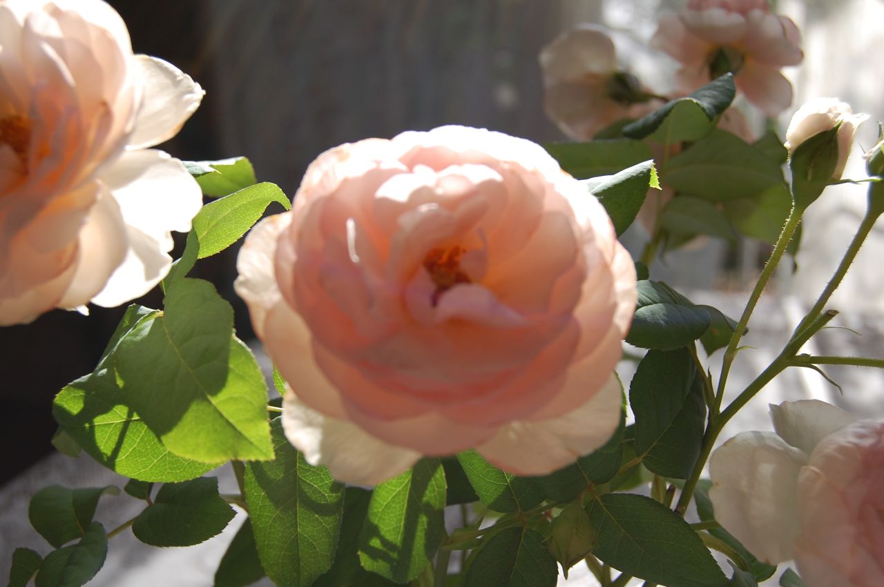 Jeannie's Fairy Rose Louisiana Garden Pretty Roses in a Old Vase