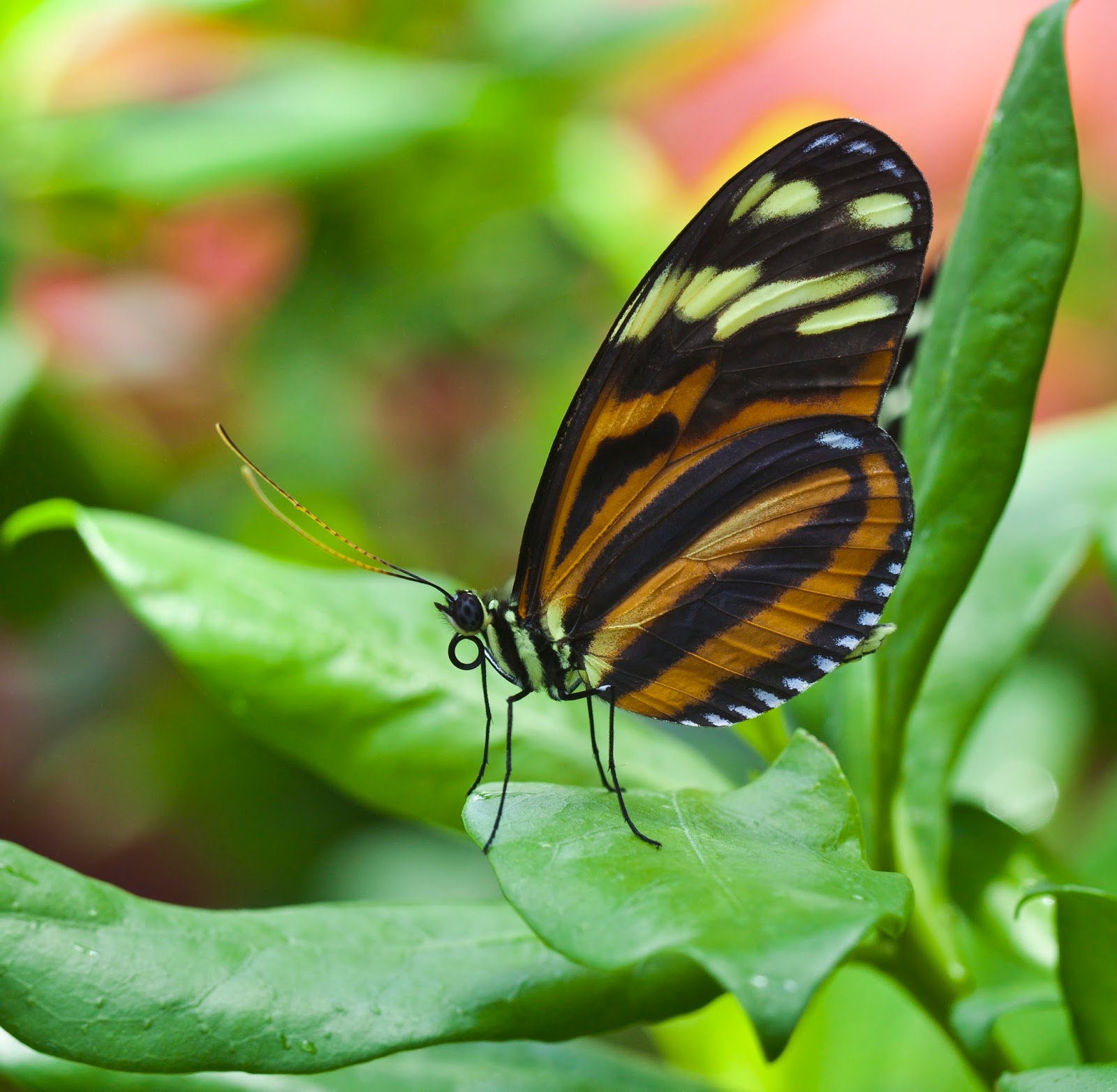 Insects: Heliconius ismenius, Jardín Botánico de Múnich