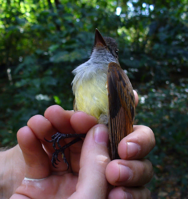 migratory birds in Nicaragua great crested flycatcher