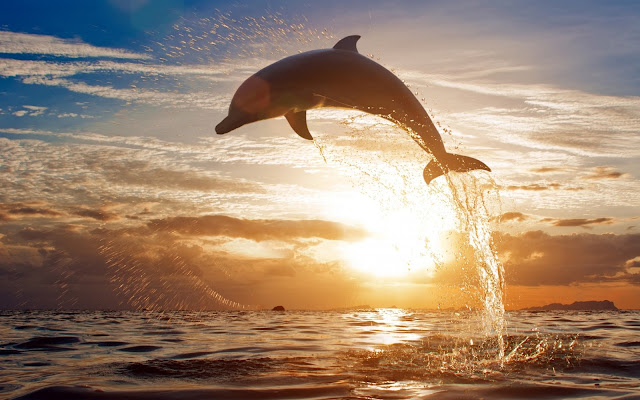 Fotos e Imagenes de Delfines Saltando al Atardecer