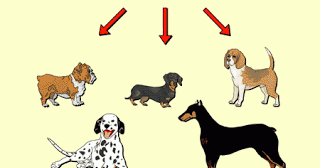 What Do Selective Breeding And Natural Selection Have In Common What Do Selective Breeding And Natural Selection Have In Common