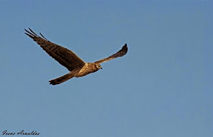 Hembra de Aguilucho cenizo (Circus pygargus)