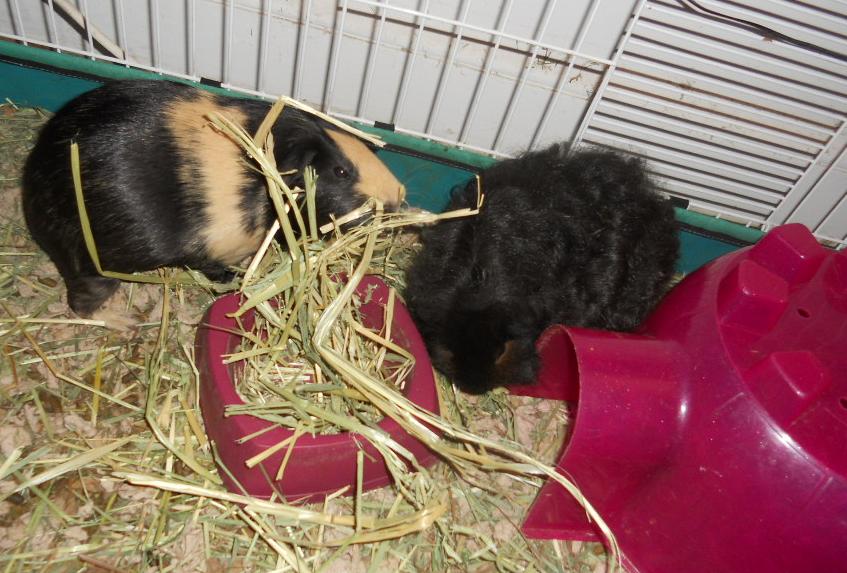 Cavy Savvy A Guinea Pig Blog Product Review Oxbow Oat Hay