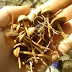 Psychedelic Mushrooms may be a Cure for Chronic Depression !