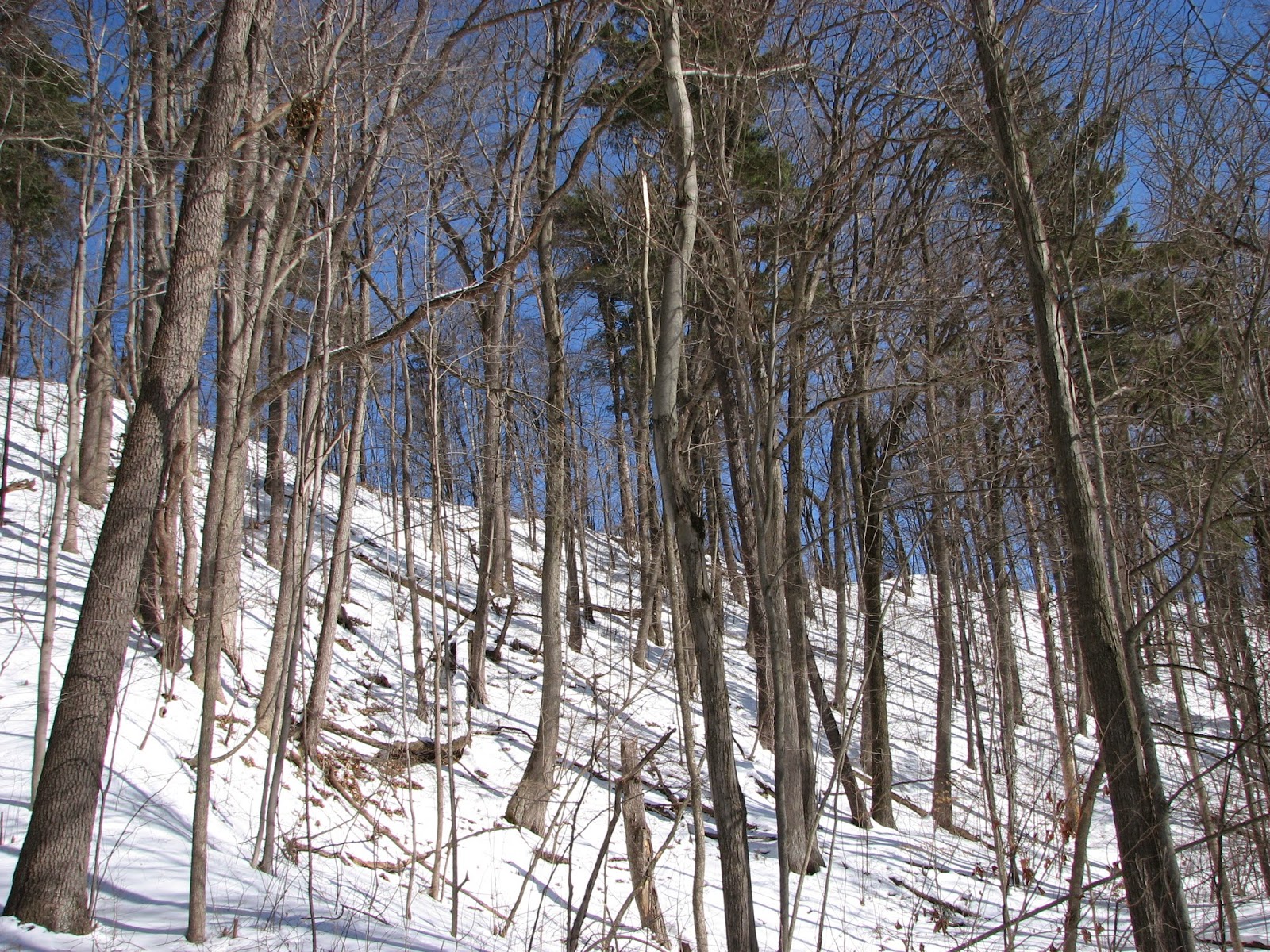 Woodside Natural Area, nature trailsWVPD. (Photos). In search of the