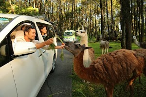Lokasi Fasilitas Dan Harga Tiket Masuk Wisata Taman Safari Prigen Lokasi Fasilitas Dan Harga Tiket Masuk Wisata Taman Safari Prigen
