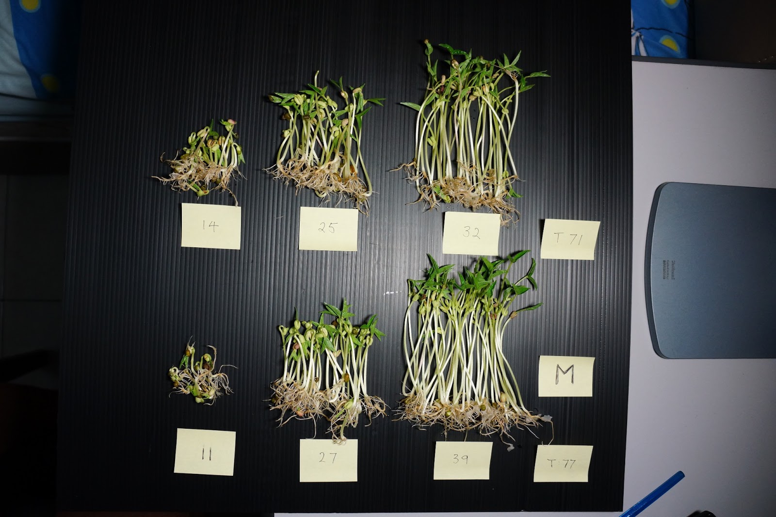 Tropical Gardening Is water damaged by boiling in a microwave oven?