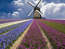 flower fields netherlands wallpapers backgrounds paos tag