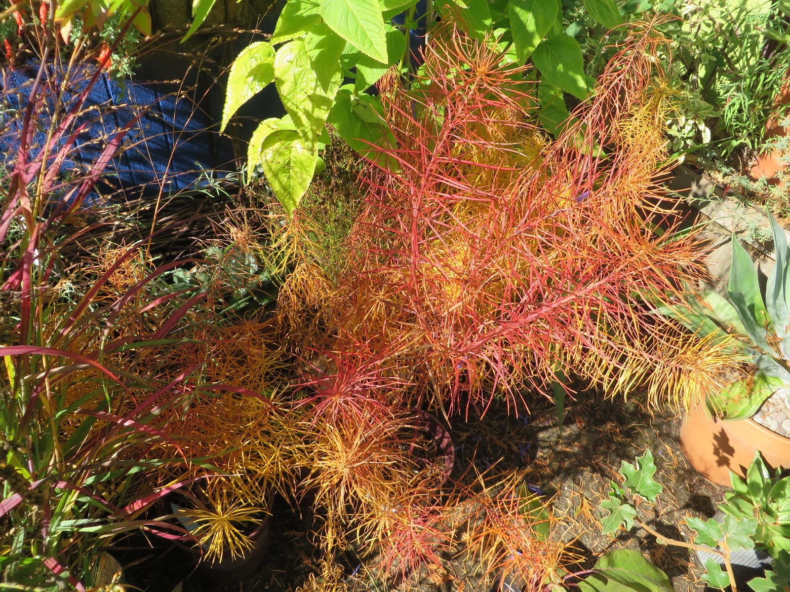 Dane County Extension Teaching Garden Spirea Betulifolia Tor