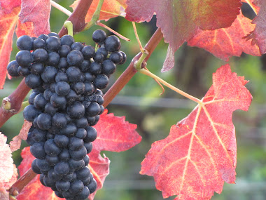 Purple Grapes / Red Leaves