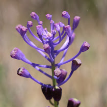 http://wild-flowers-of-europe.blogspot.nl/2015/06/muscari-comosum.html