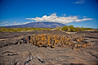 Shield Volcano, Rugged Lava Rock, Lava Cactus, Galapagos Islands