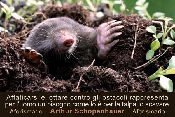 Aforismario Aforismi Frasi E Proverbi Sulla Talpa