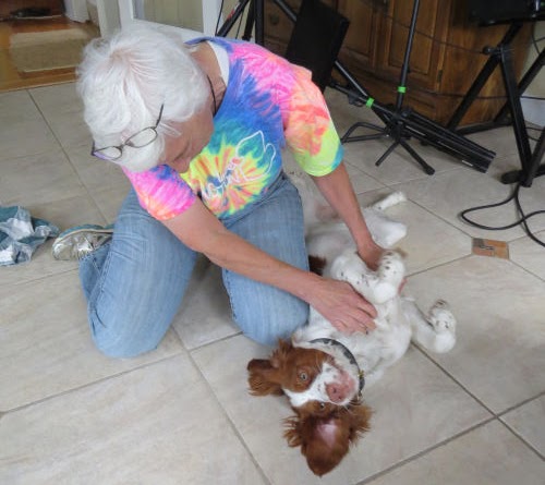Brittany spaniel puppy