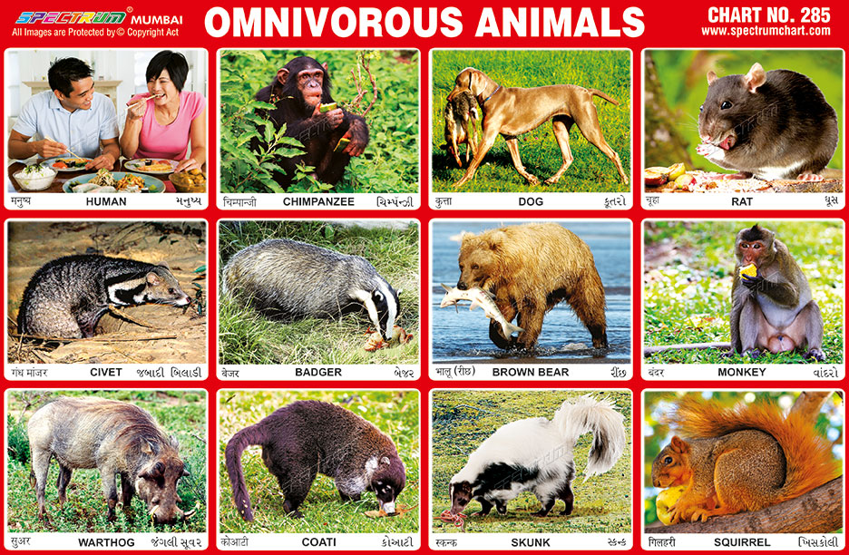 Omnivores Animals Chart