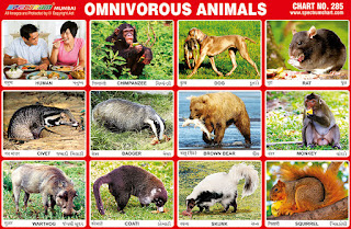 Chart Contains images of Omnivorous Animals