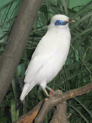 Jalak Bali Bird