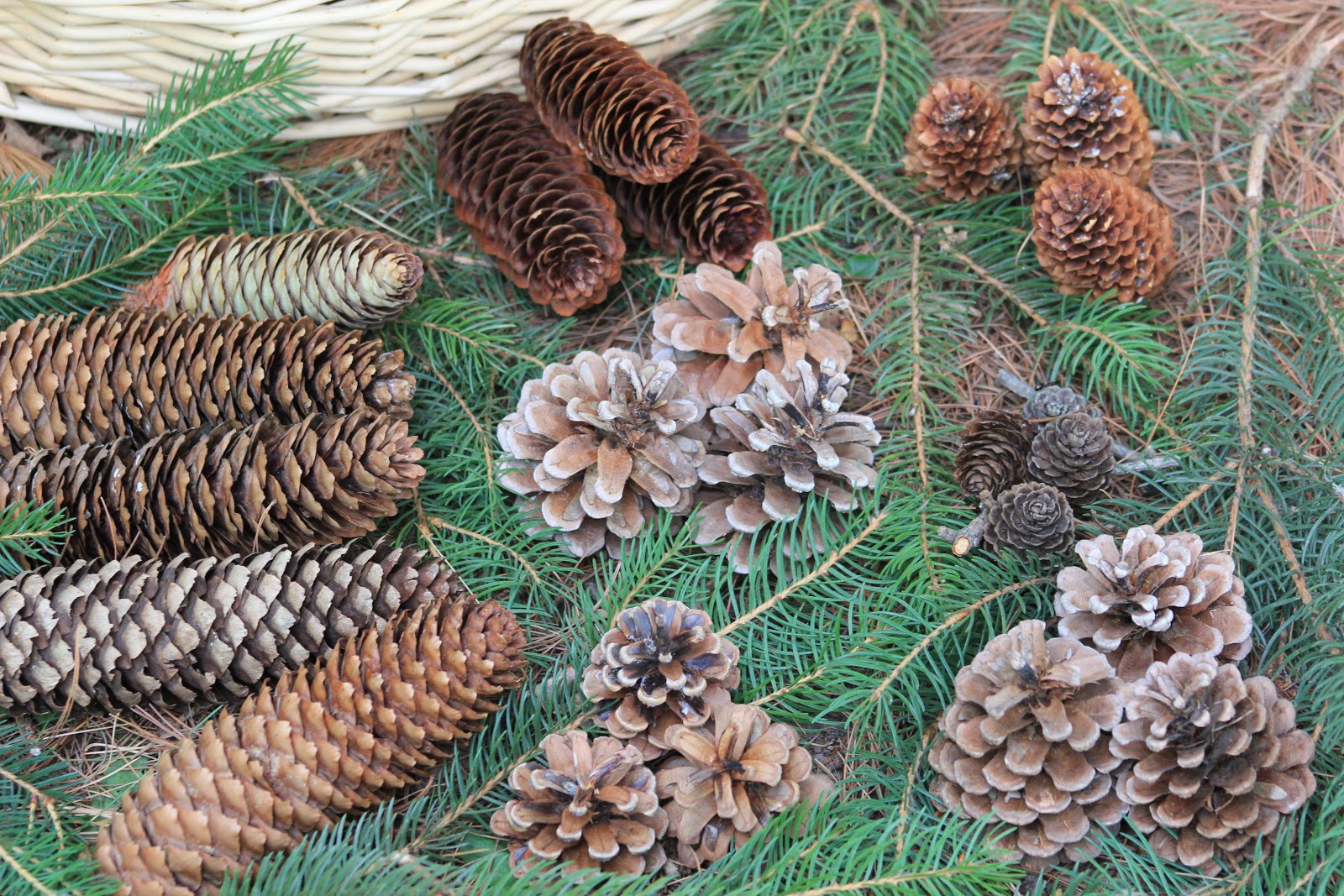 Keep Em Going Farm Pine Cone Fire Starters Things to do with our raw