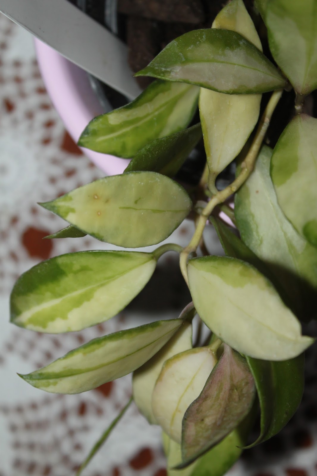 Хойя walliniana variegated