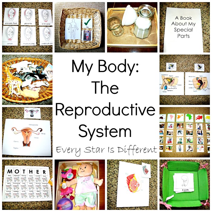 My Body: The Reproductive System