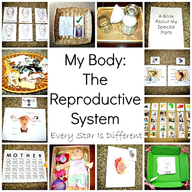 My Body: The Reproductive System Unit with Free Printables