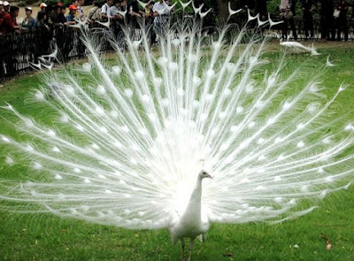 Pavo real Foto de un pavo real albino con un bello abanico