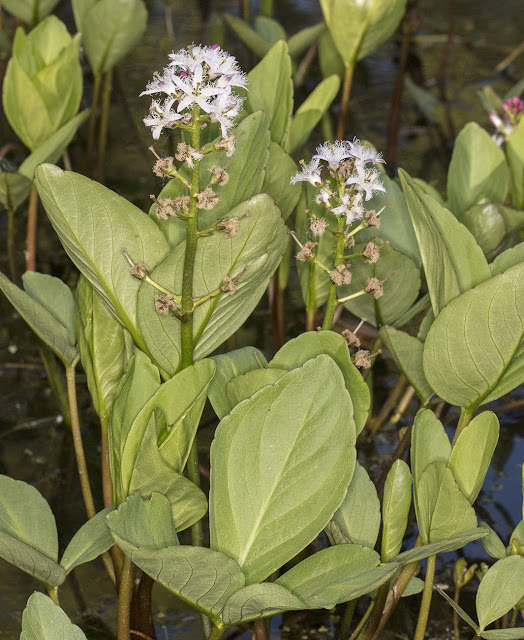 Bogbean, Menyanthes trifoliata. Sevenoaks Wildlife Reserve, 25 April 2017. Bogbean, Menyanthes trifoliata. Sevenoaks Wildlife Reserve, 25 April 2017.