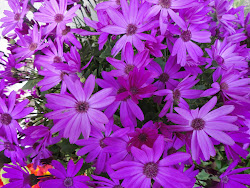 violet flowers purple daisy