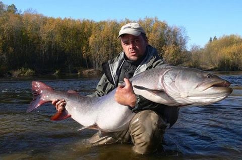 7 Daftar Ikan Terbesar Di Dunia Yuk Di Simak Sejujurnya Com