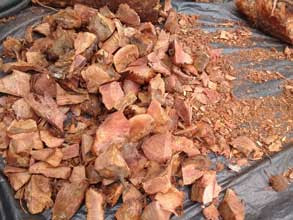 te de cocolmeca para bajar de peso te de cocolmeca para bajar de peso