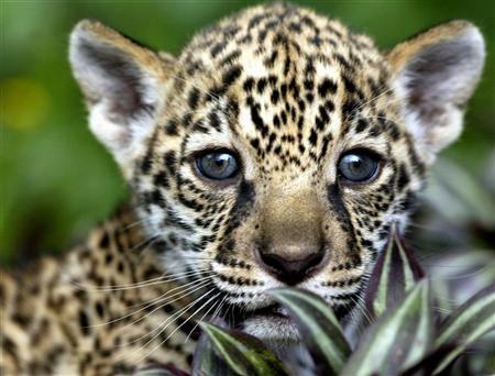 de jaguar in suriname: natuurbeheer wil geen hetze tegen katachtigen