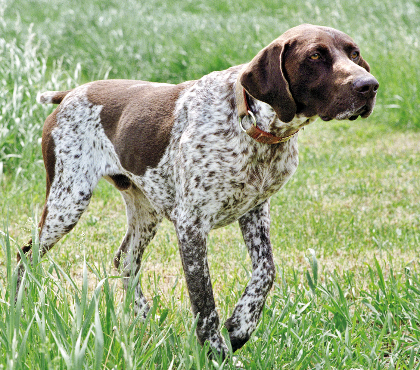 Pointing Dog Blog: Breed of the Week: The German Shorthaired Pointer