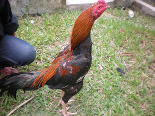 Gambar Ayam Bangkok Asli Gambar Ayam Bangkok Asli