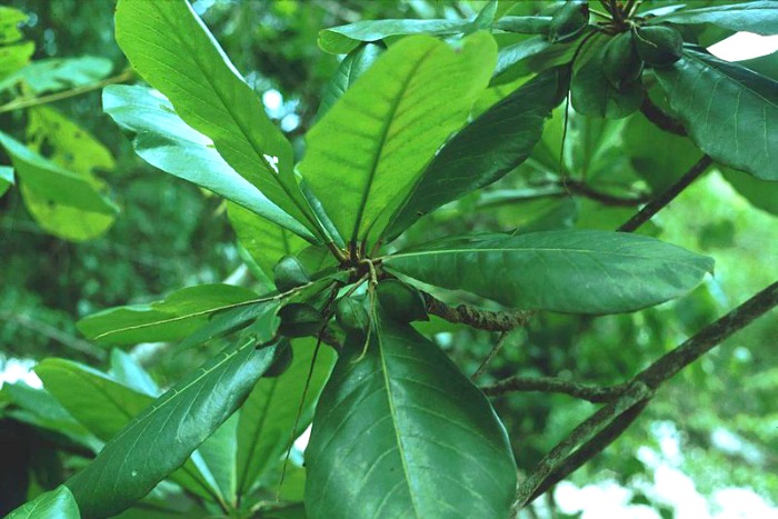 Agua de hojas de almendro para adelgazar