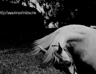 Curing A Barn Sour Horse