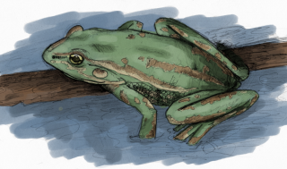 Ghamand ka phal Frog Story in Hindi