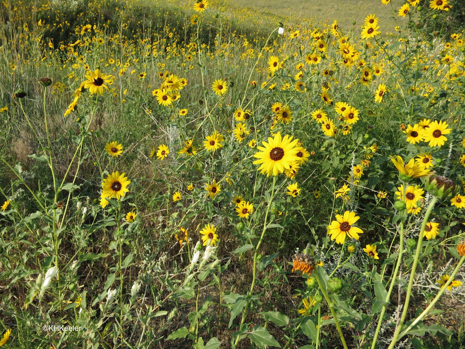 A Wandering Botanist Plant Storythe Prairie Sunflower, Helianthus