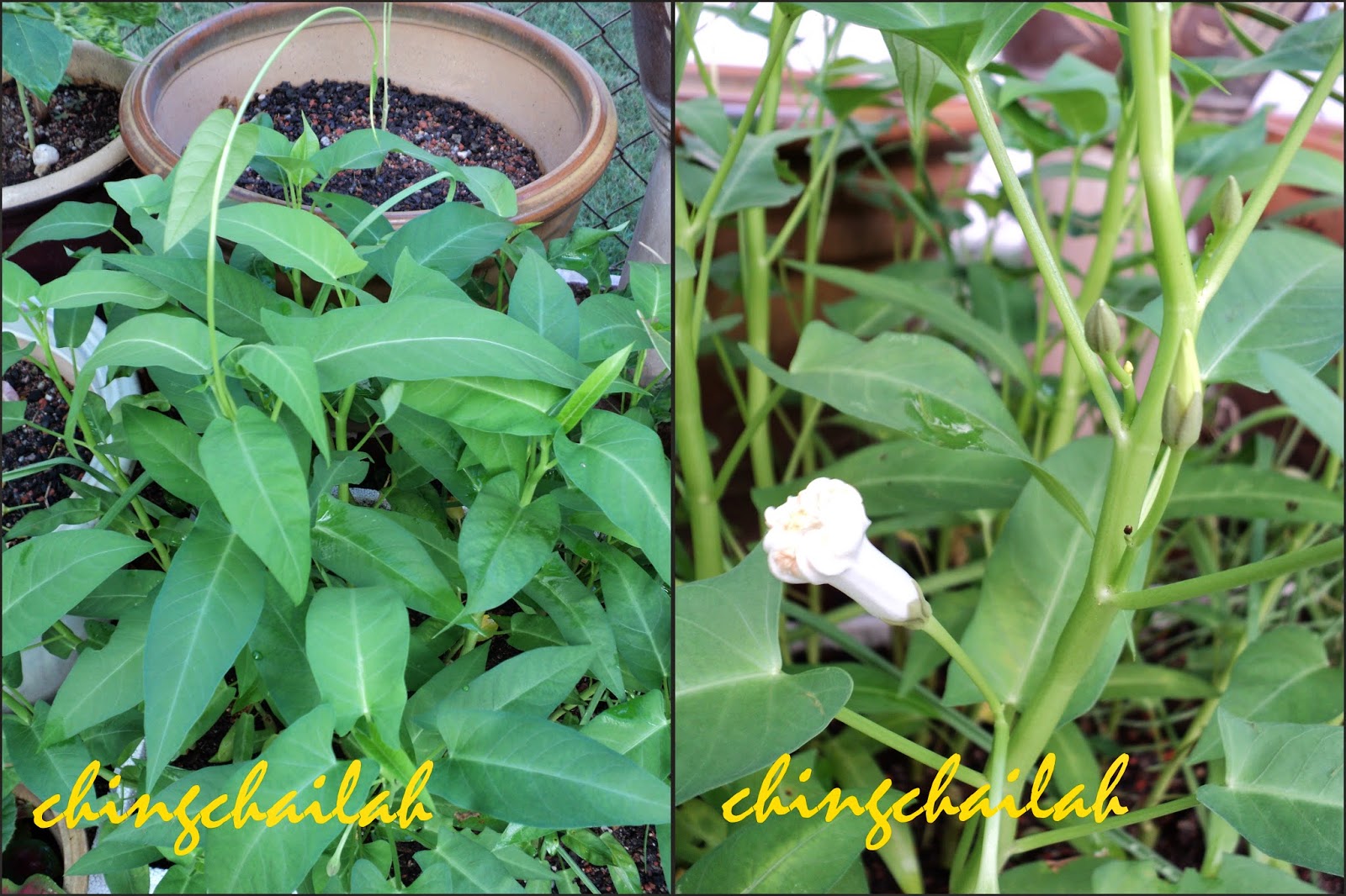 Simple Living In Nancy How I Grow Chinese Spinach (Kangkong) In My Garden