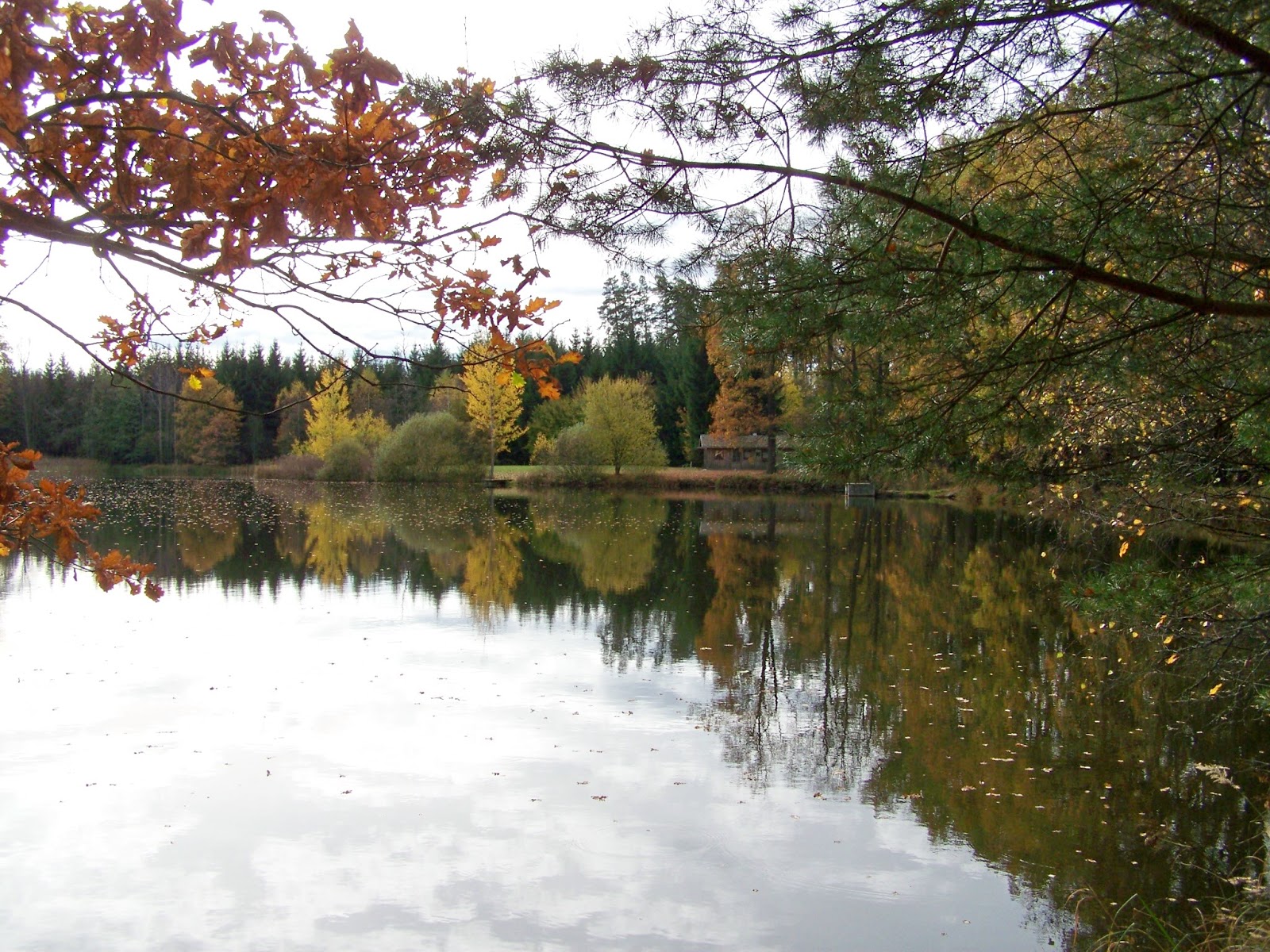 Garten Anders Die Einfache Art Der Dachbegrunung Mit Kletterpflanzen